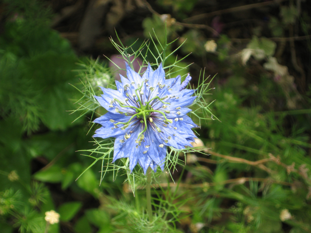 Blue macro